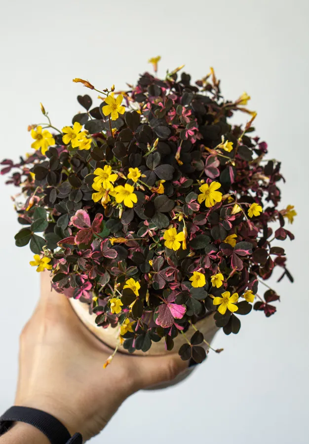 Oxalis Volcano Pink (krásne husté)