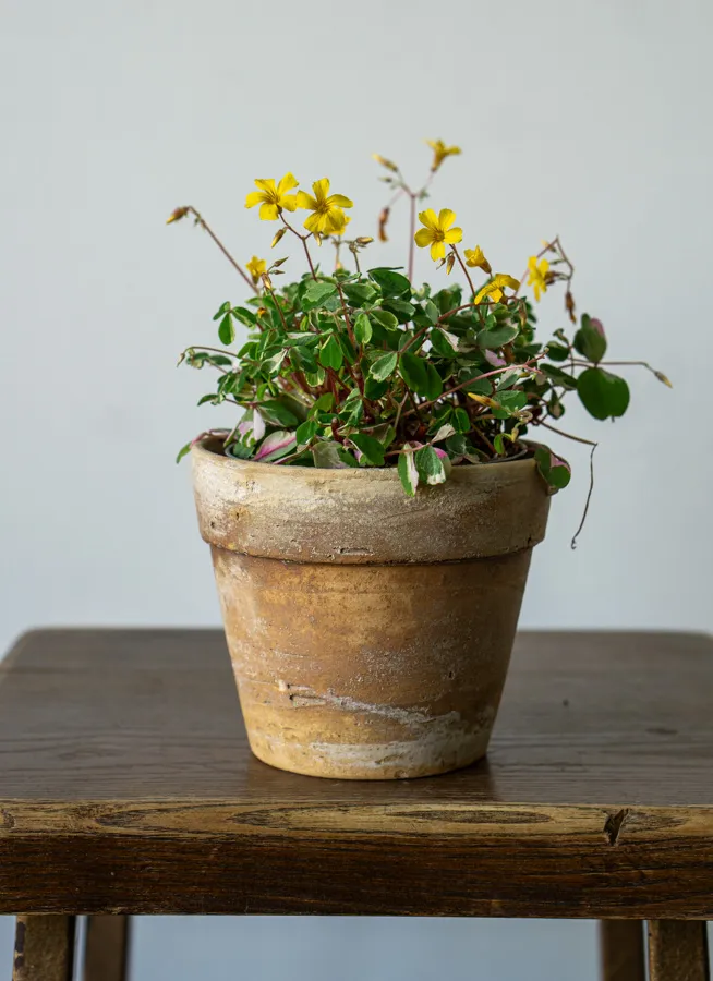 Oxalis Volcanicola Nordlys