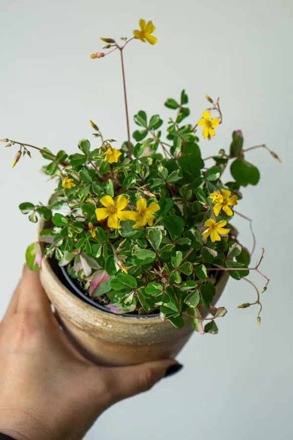 Oxalis Volcanicola Nordlys