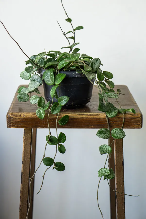 Hoya Mathilde Splash