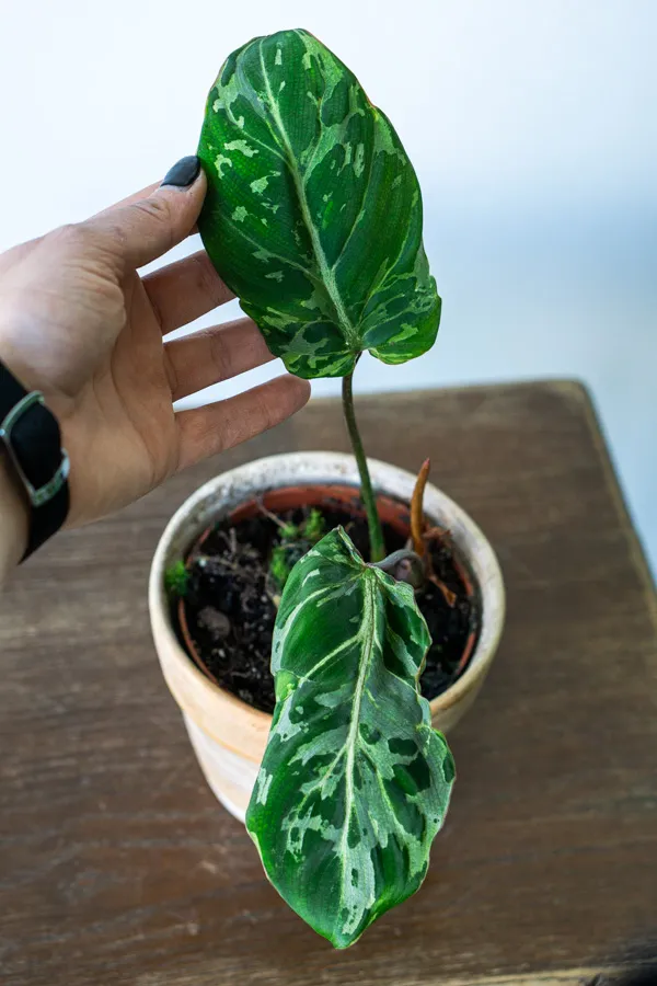 🦄 Baby Philodendron Gloriosum Snow Leopard (4)