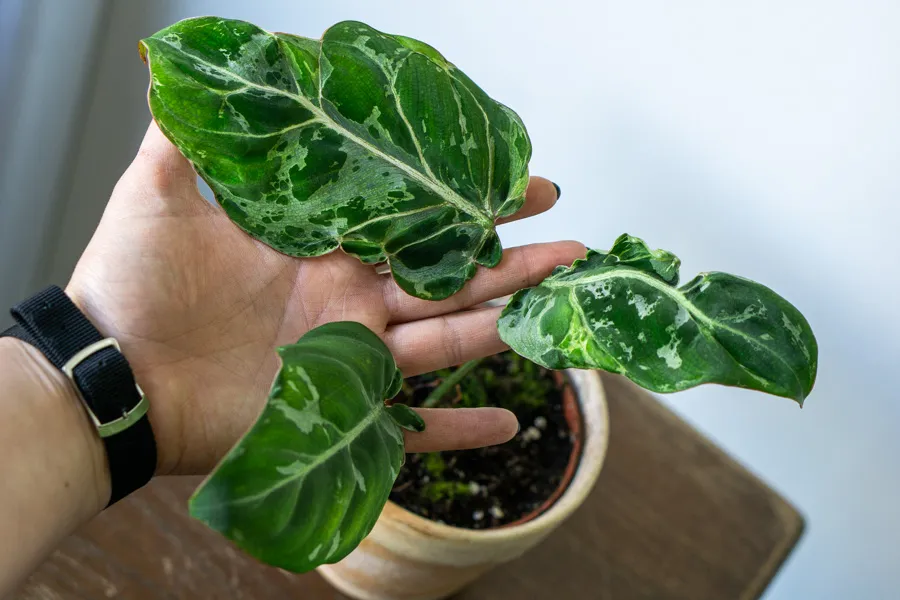 🦄 Baby Philodendron Gloriosum Snow Leopard (náhodný)