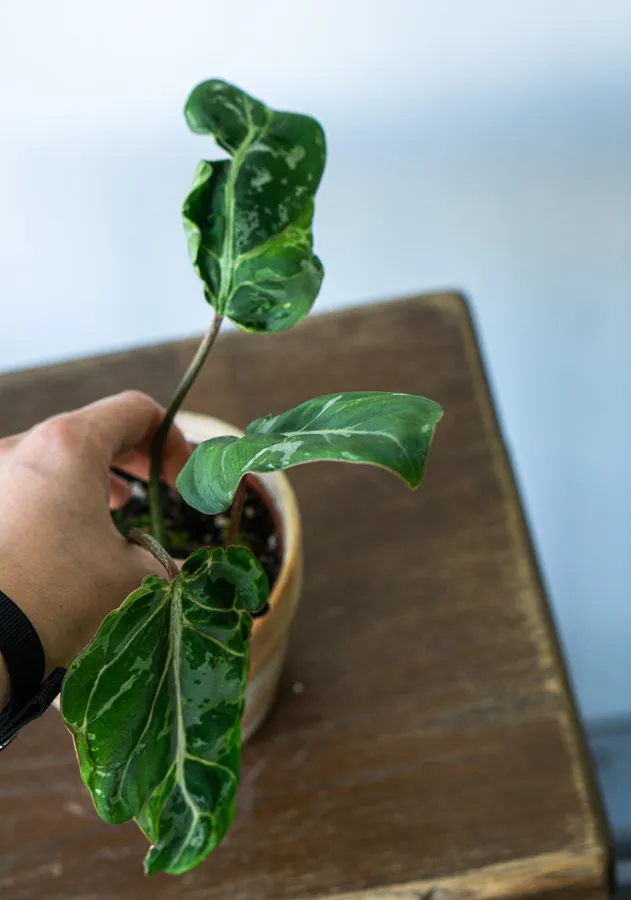 🦄 Baby Philodendron Gloriosum Snow Leopard (náhodný)