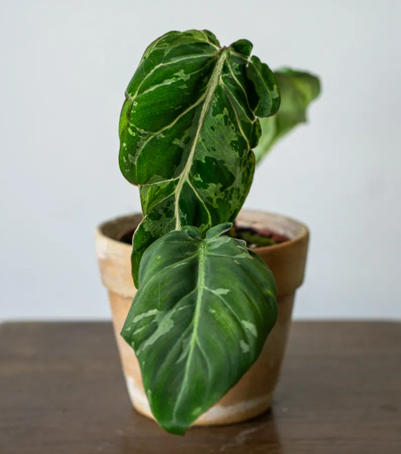 🦄 Baby Philodendron Gloriosum Snow Leopard (5)