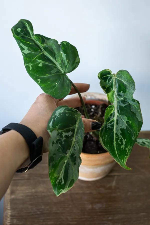 🦄 Baby Philodendron Gloriosum Snow Leopard (6)
