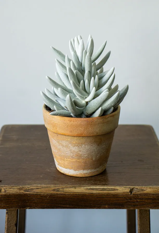 Senecio haworthii Mont Blanc