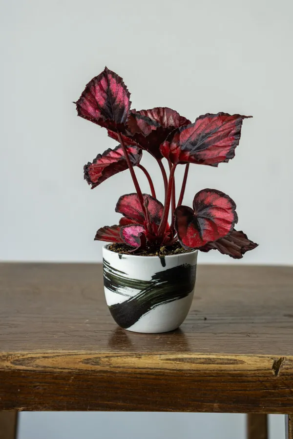 Begonia Rex Red Kiss