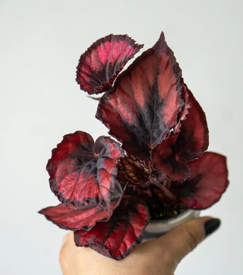 Begonia Rex Red Kiss