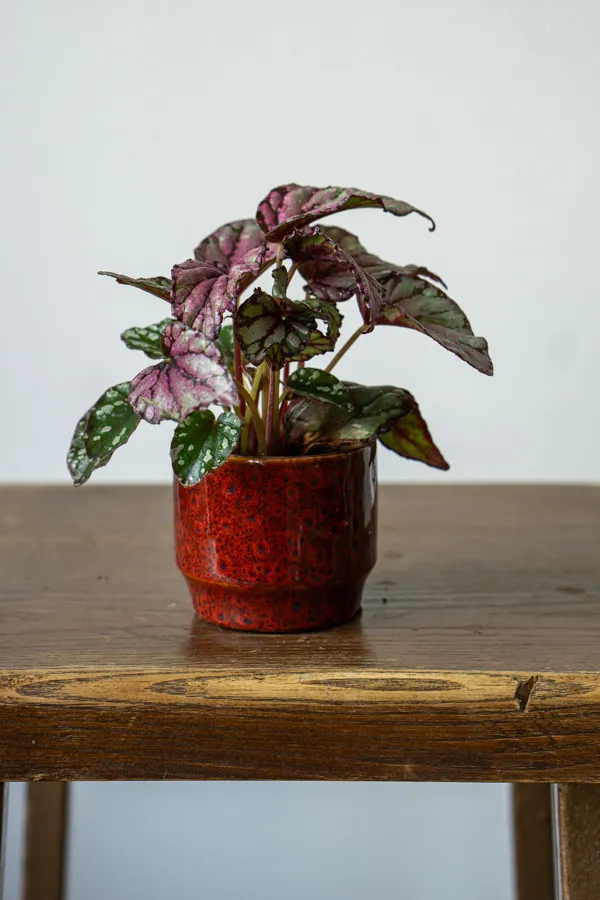 Begonia Rex Hugh McLauchlan