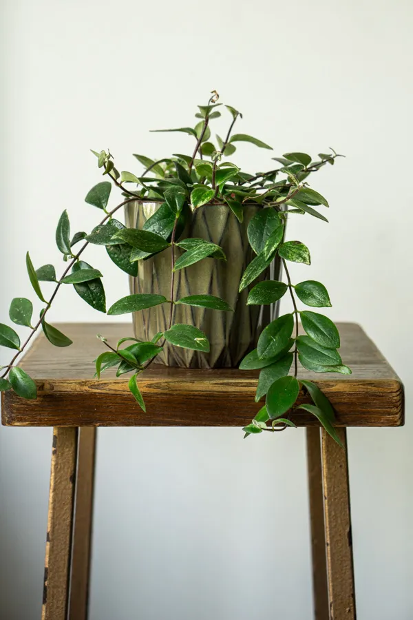 Aeschynanthus lobbianus variegata - „Variegated Lipstick Plant“ (zachráň ma)