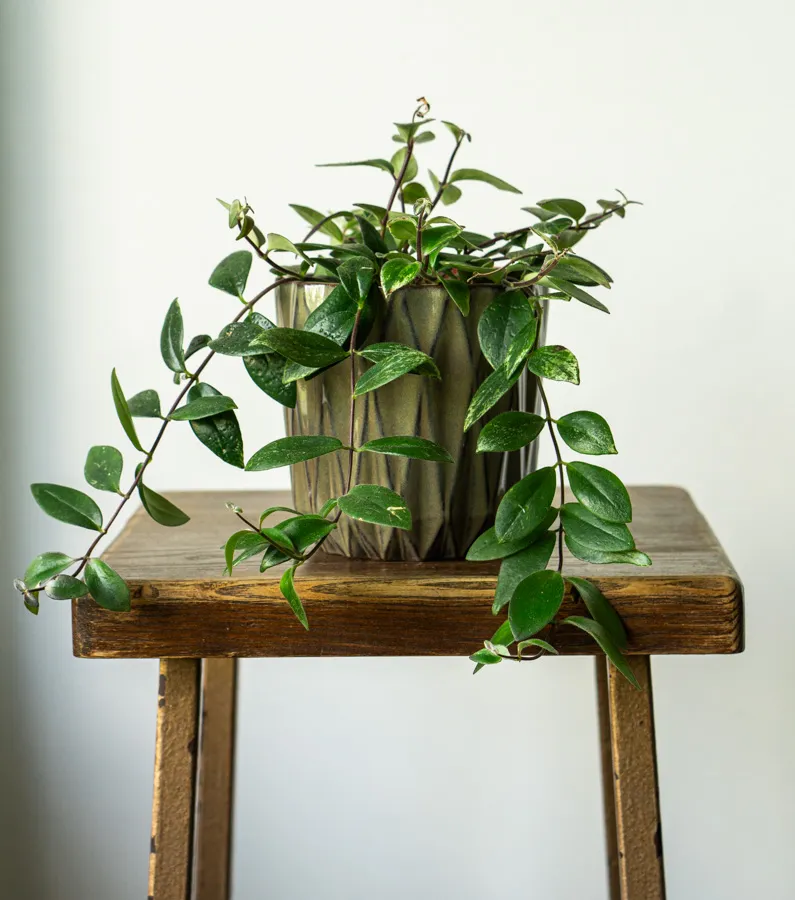Aeschynanthus lobbianus variegata - „Variegated Lipstick Plant“ (zachráň ma)