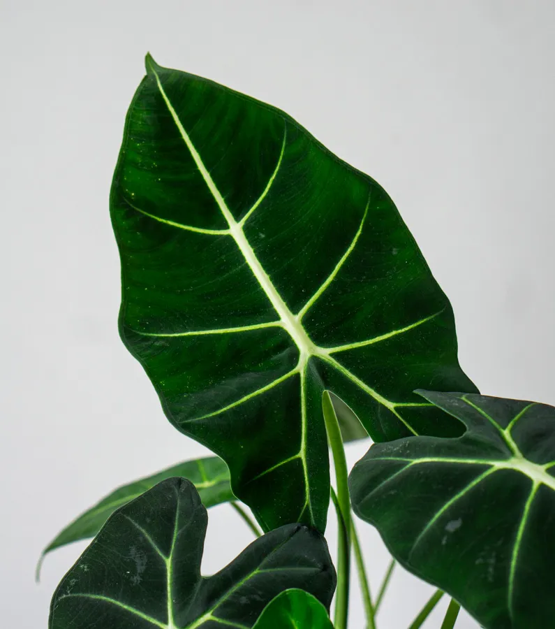 Alocasia Micholitziana Frydek (nádherné husté)