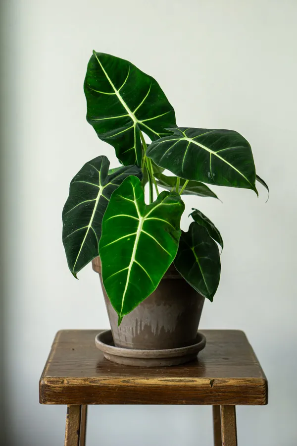 Alocasia Micholitziana Frydek (nádherné husté)