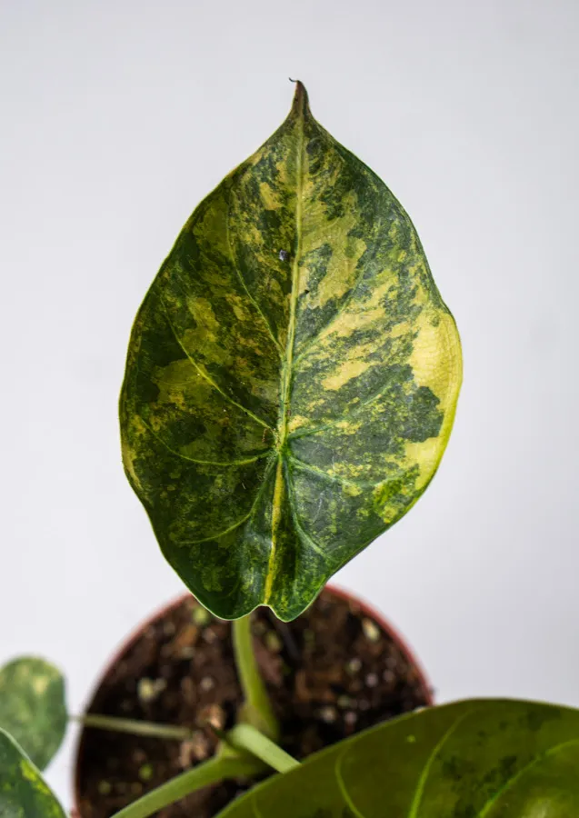 Alocasia Wentii Aurea variegata