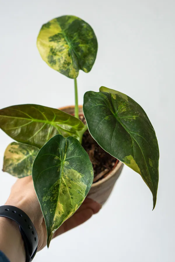 Alocasia Wentii Aurea variegata