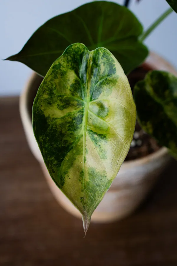 Alocasia Wentii Aurea variegata