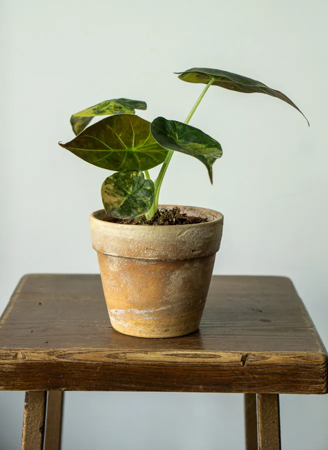 Alocasia Wentii Aurea variegata