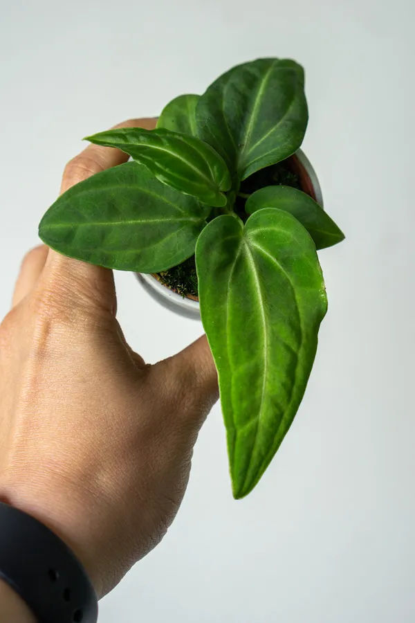 Baby Anthurium Villeanorum