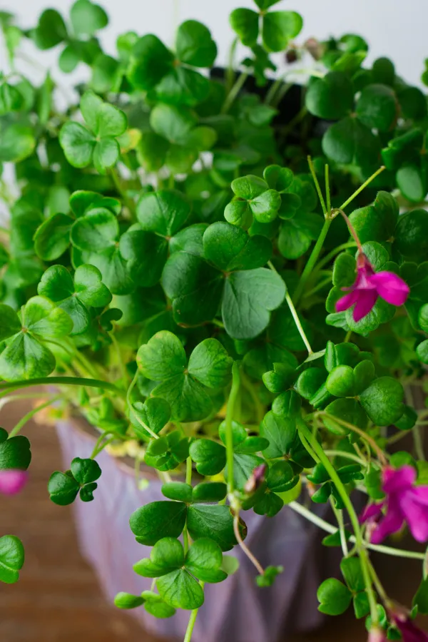 Oxalis brasiliensis (pink) 