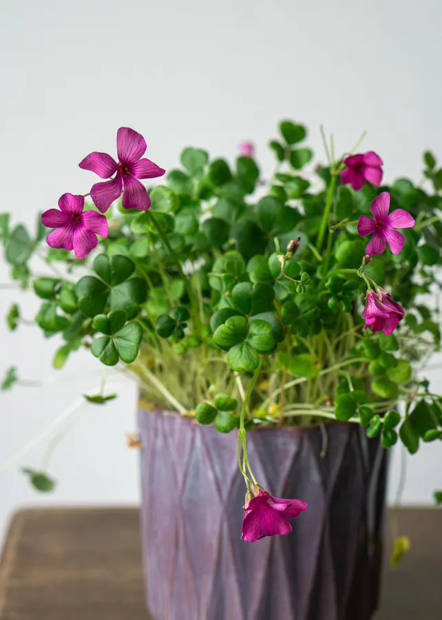 Oxalis brasiliensis (pink) 