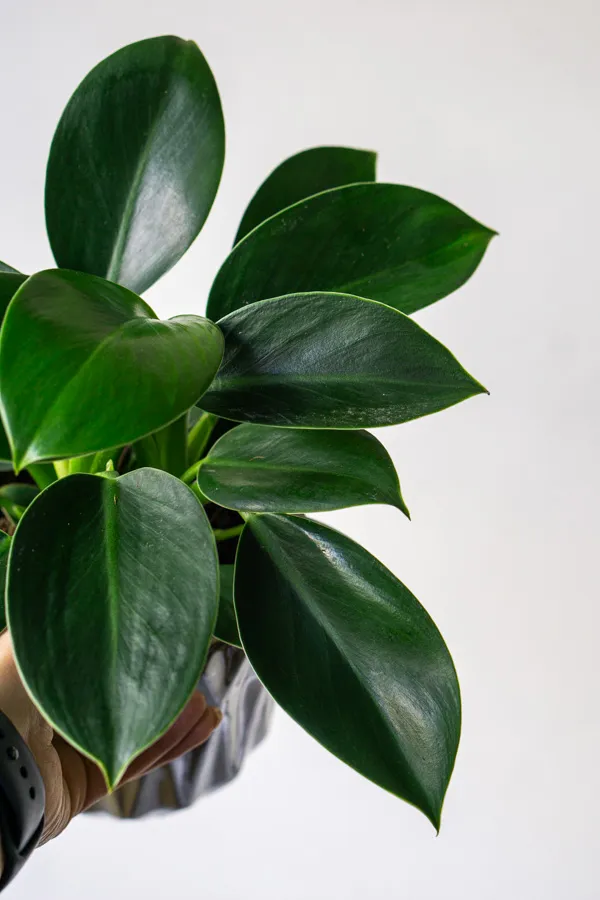 Philodendron Green Princess