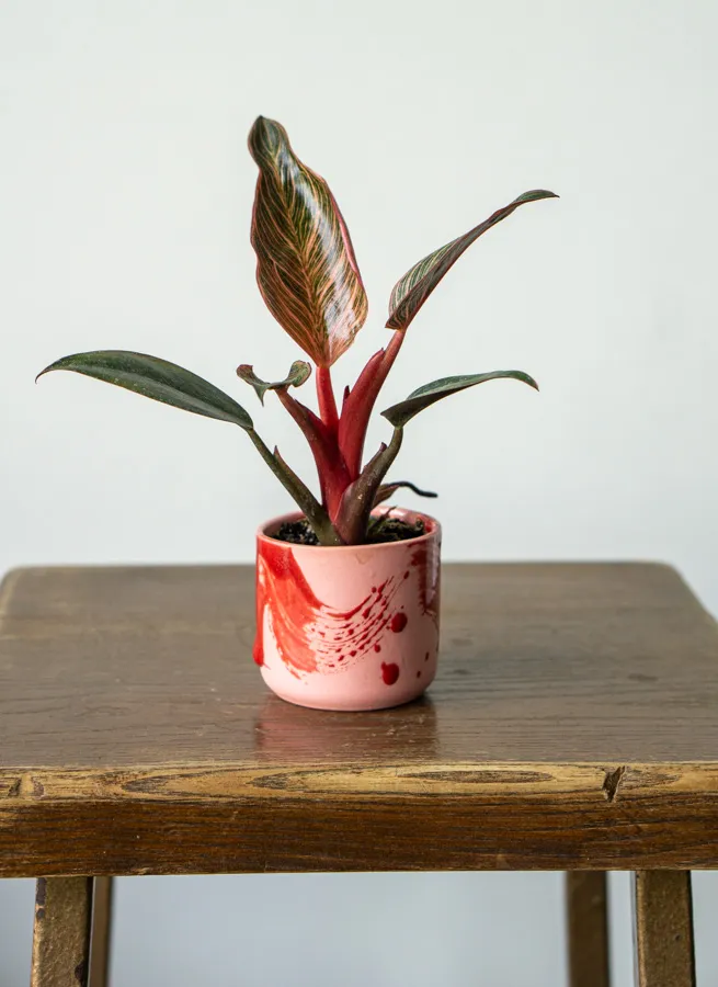 Baby Philodendron Pink Bikini / Birkin