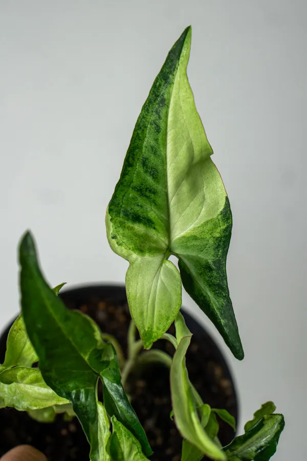 Syngonium Angustatum Variegatum