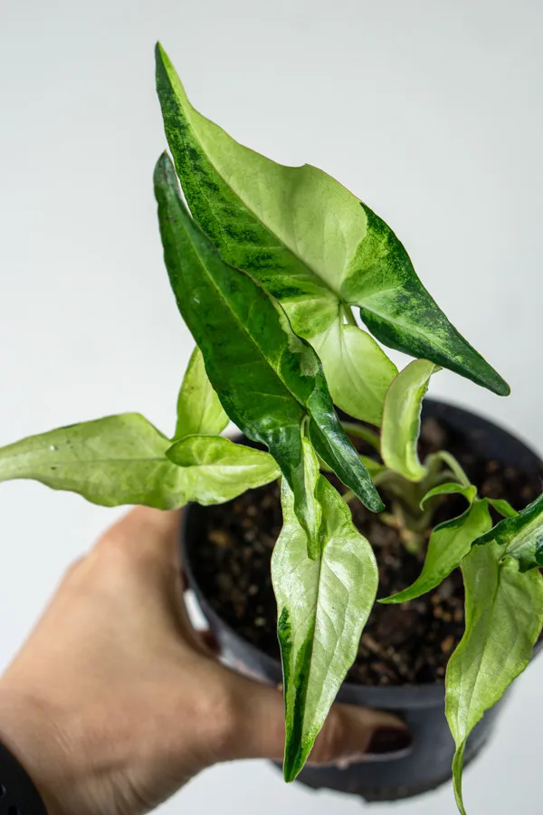 Syngonium Angustatum Variegatum