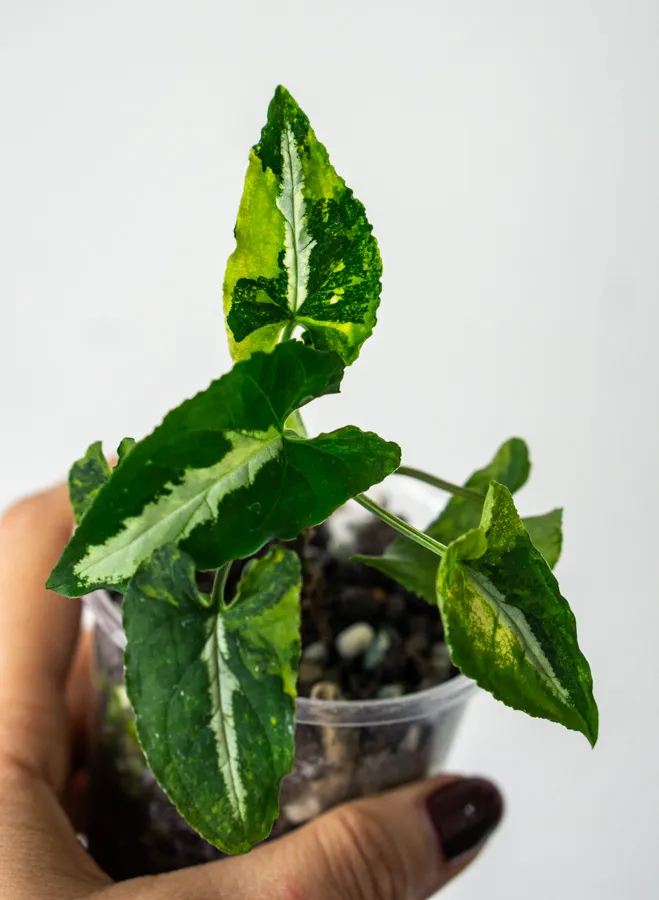 Syngonium Wendlandii Aurea variegatum (v Poňáku)