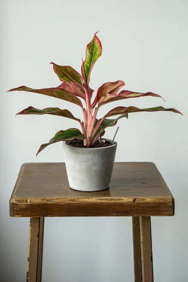 Aglaonema Siam Aurora (midi)