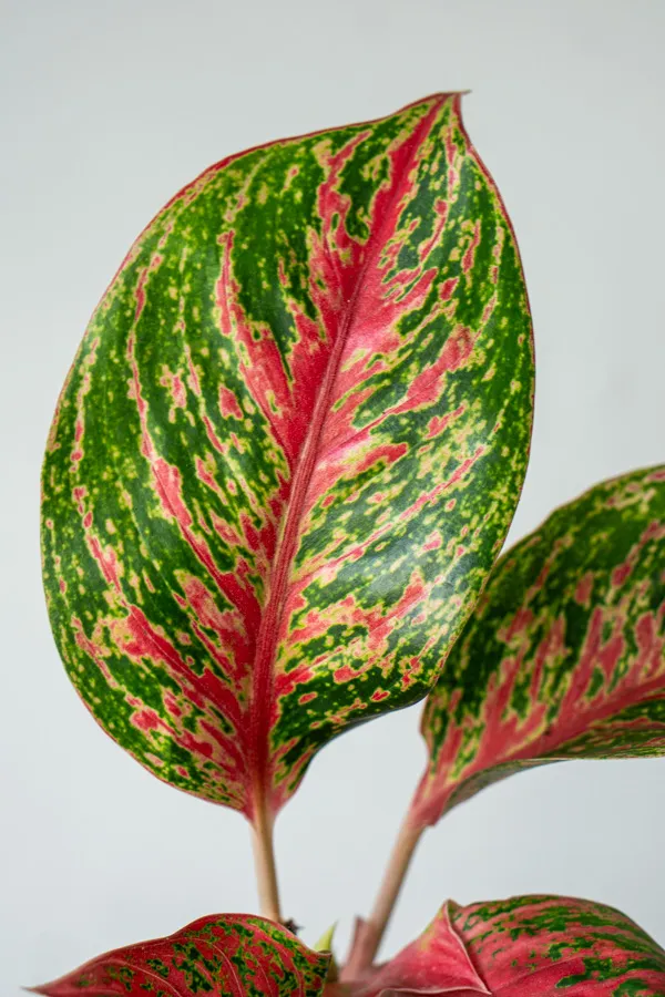 Aglaonema Legacy (midi)