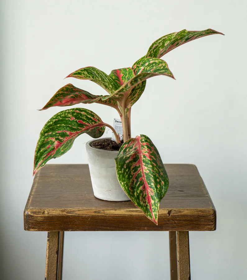 Aglaonema Legacy (midi)