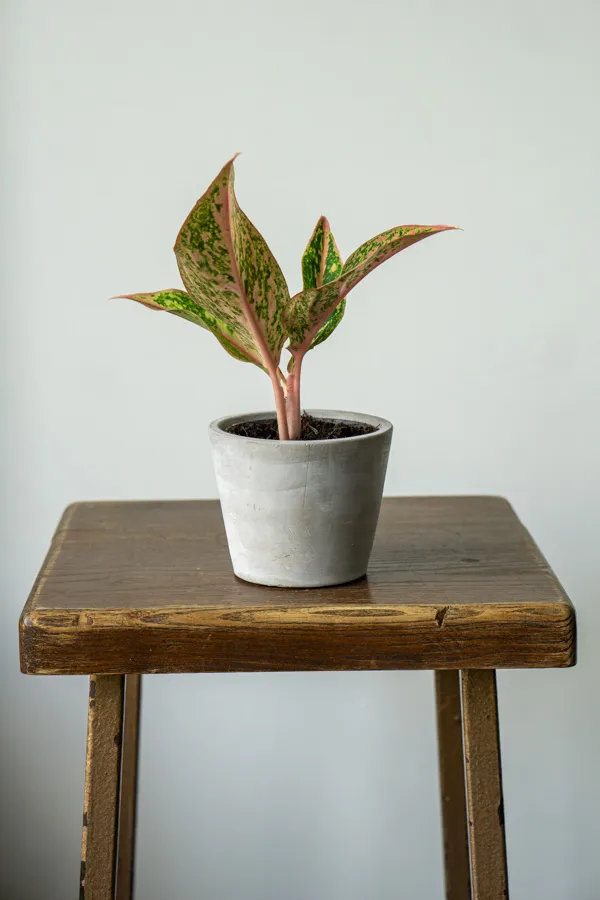 Aglaonema Prestige (midi)