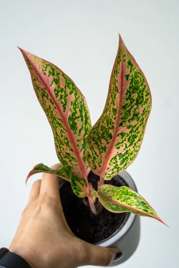 Aglaonema Prestige (midi)
