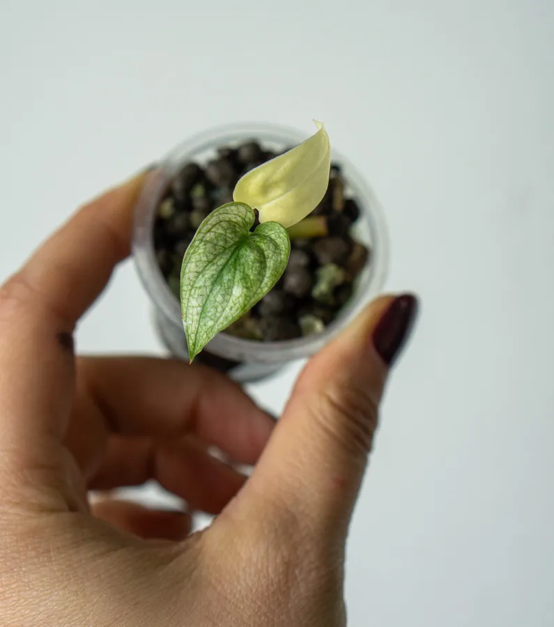 Baby Monstera adansonii Archipelago Mint Ghost 