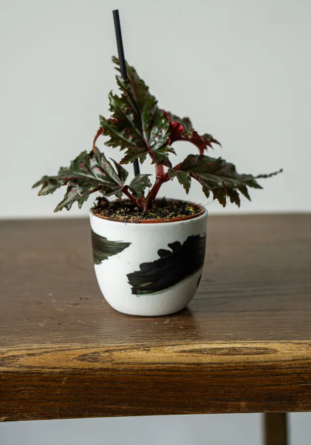 Begonia Serratipetala