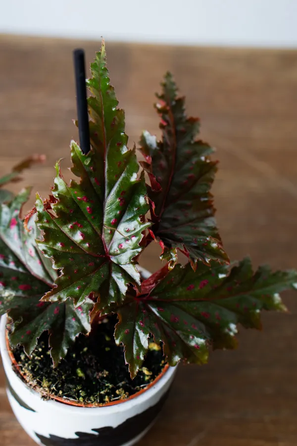 Begonia Serratipetala