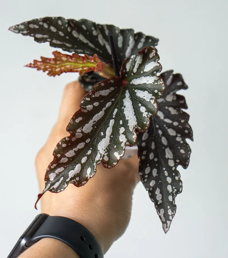 Begonia Spotlight Dark