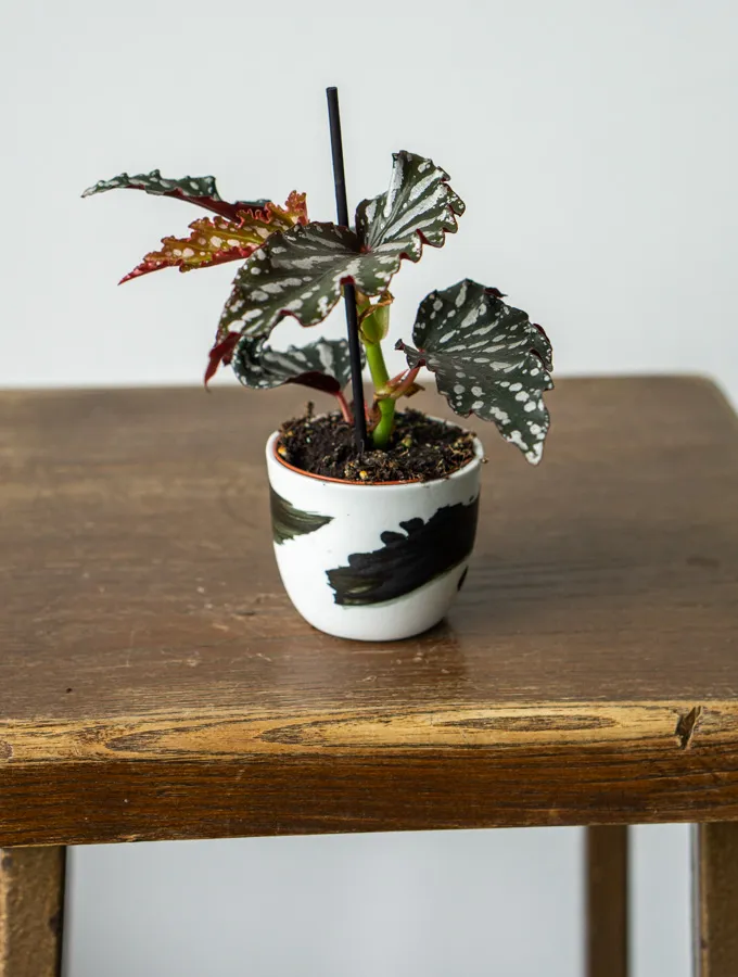 Begonia Spotlight Dark