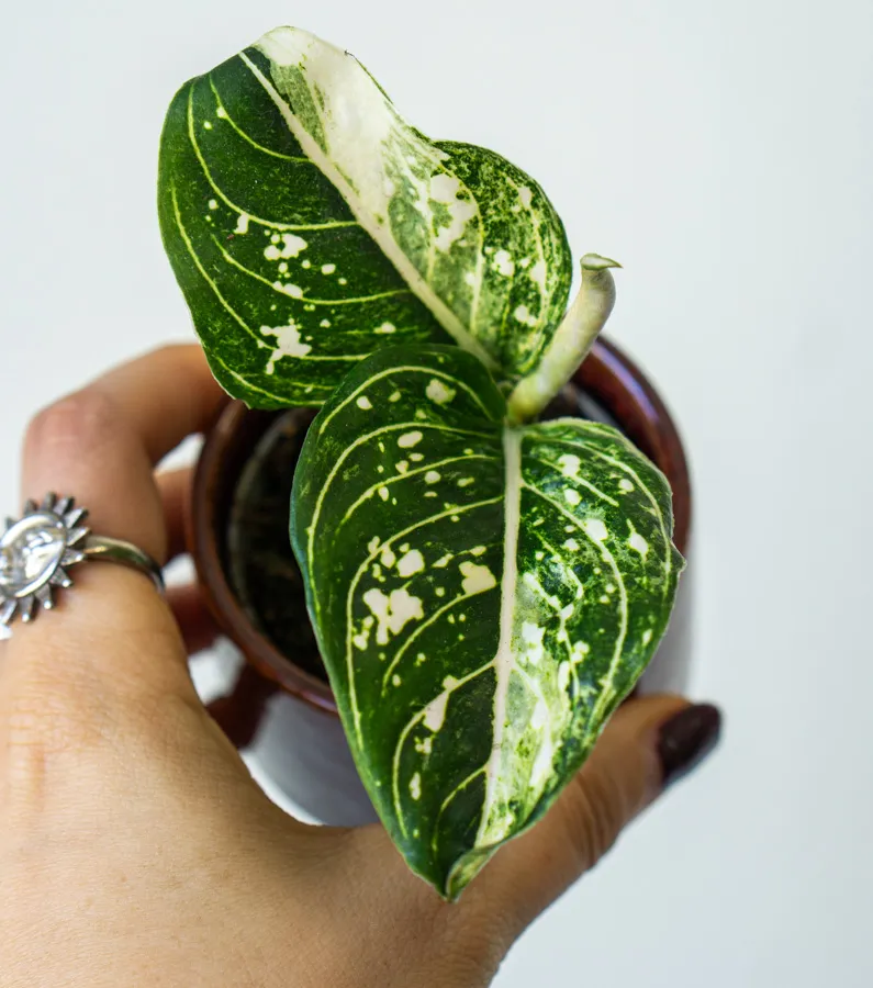 Baby Aglaonema Tom's Pride