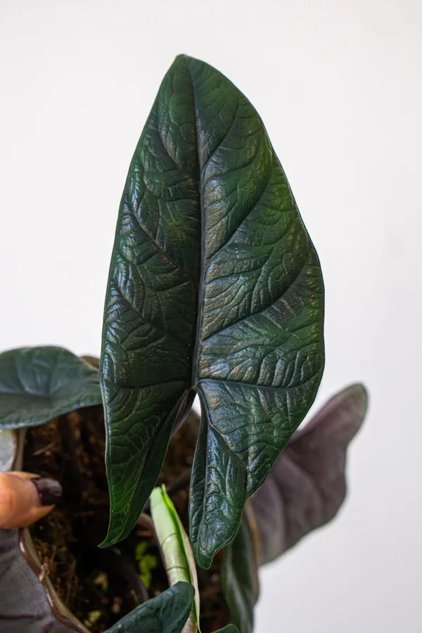 Alocasia Scalprum