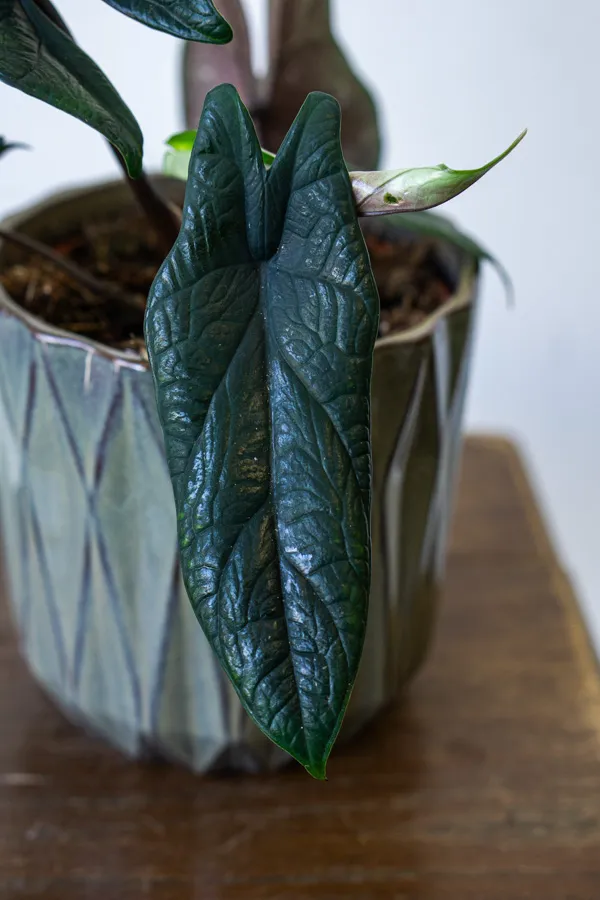 Alocasia Scalprum