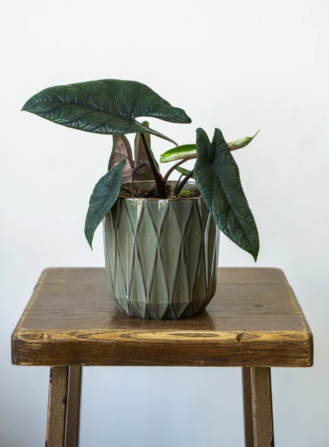 Alocasia Scalprum