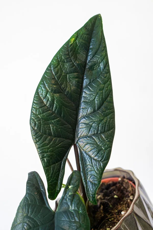 Alocasia Scalprum