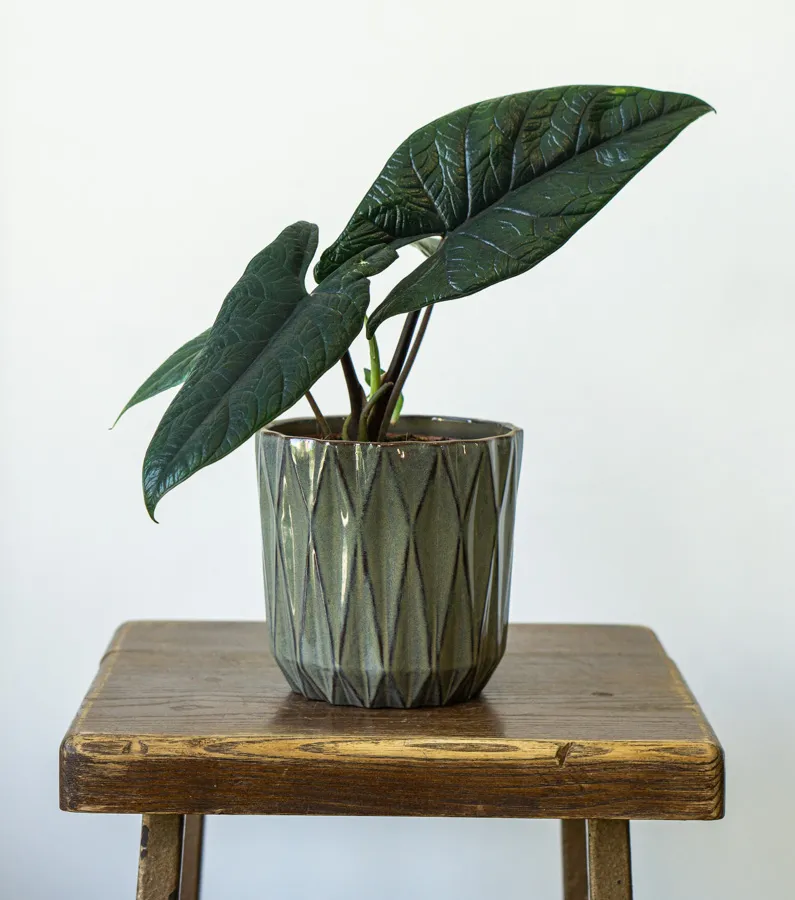 Alocasia Scalprum