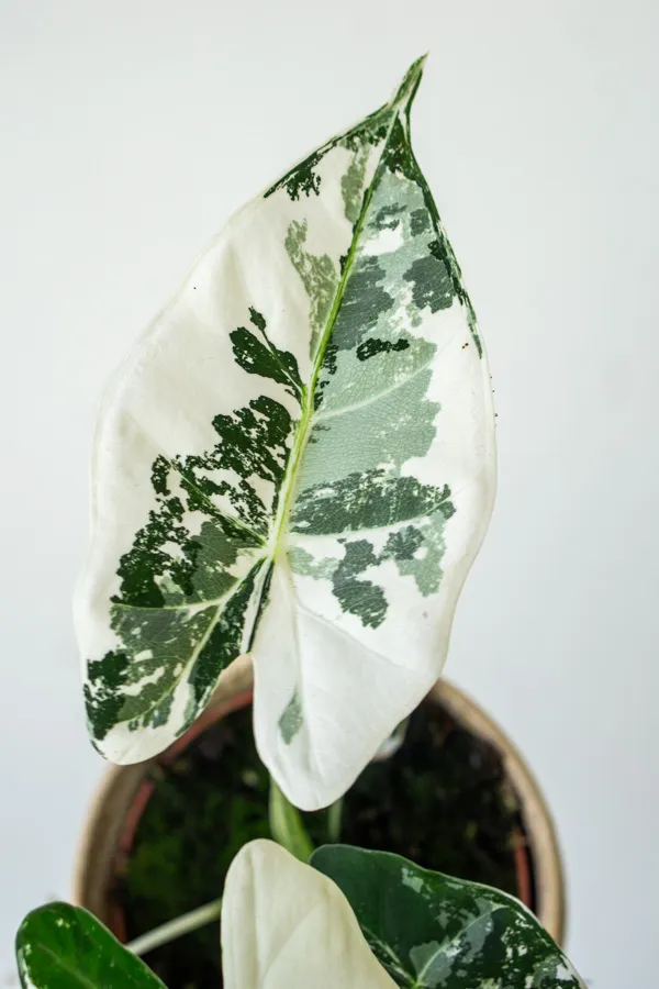 Alocasia Micholitziana Frydek var (super white)iegata