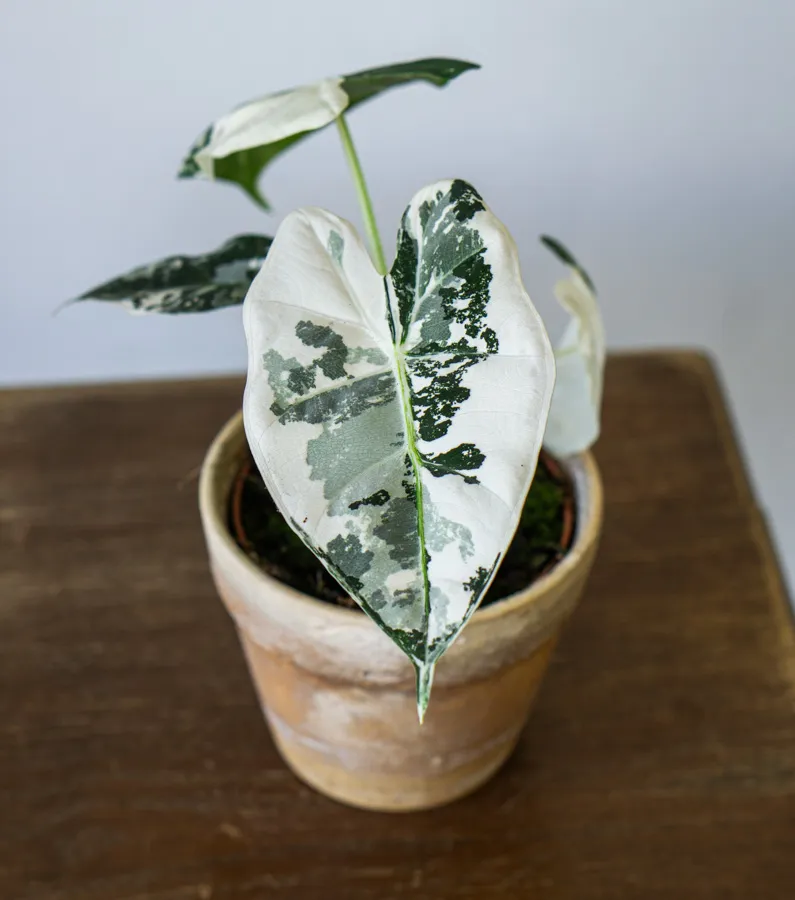 Alocasia Micholitziana Frydek variegata (super white)