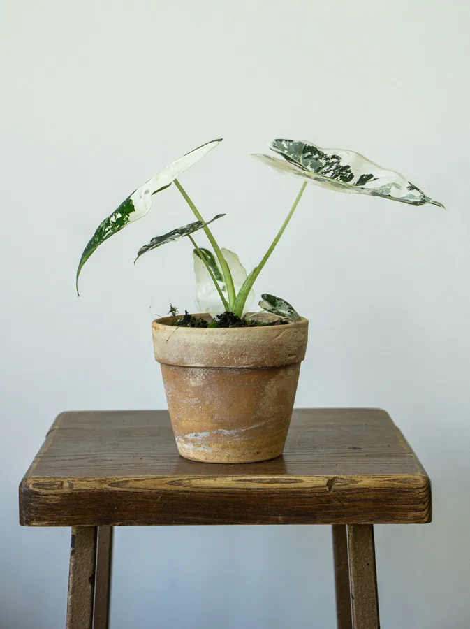 Alocasia Micholitziana Frydek var (super white)iegata