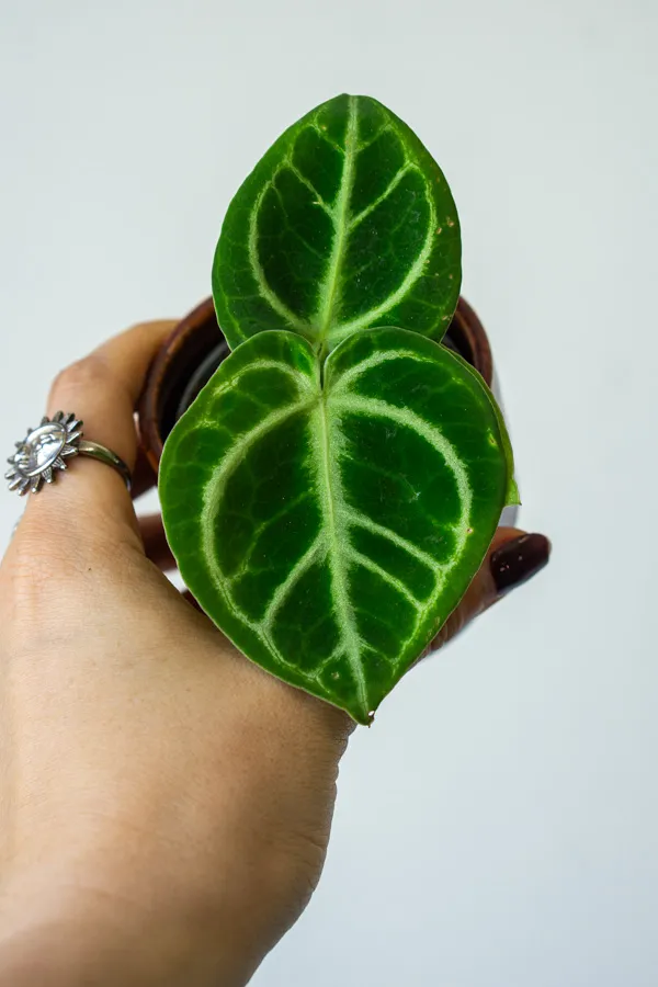 Baby Anthurium Dorayaki
