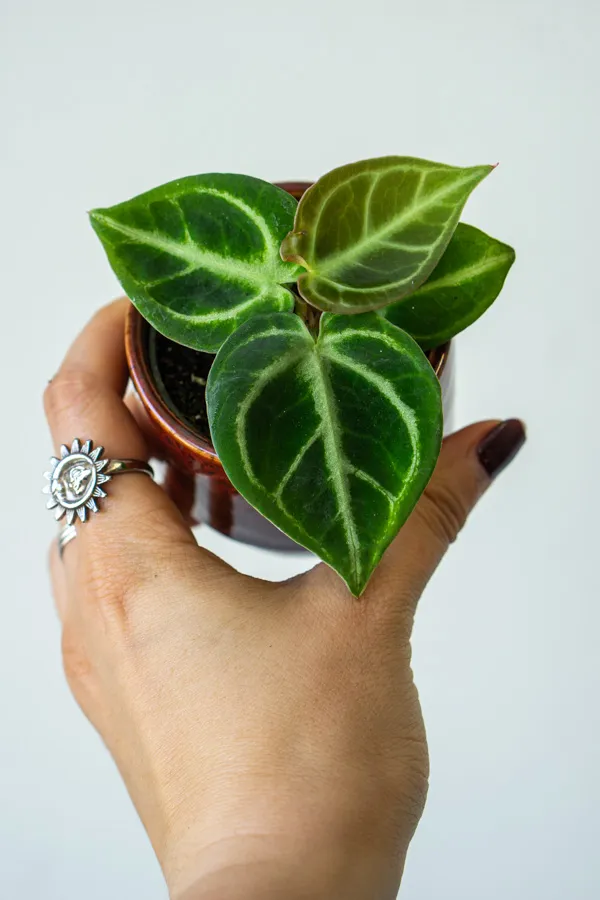 Baby Anthurium Dorayaki